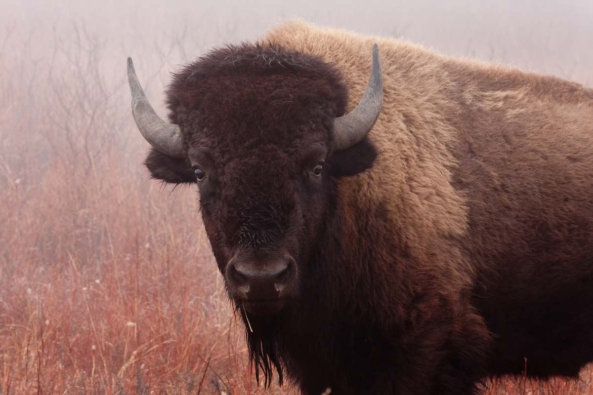 Photo of a bison at the Maxwell Wildlife Refuge.